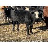 Image 2 : Alloa Lane Land & Cattle - 640# Steer Calves - 95 Head (Trochu, AB)