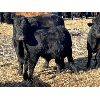 Image 7 : Alloa Lane Land & Cattle - 640# Steer Calves - 95 Head (Trochu, AB)