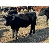 Image 8 : Alloa Lane Land & Cattle - 640# Steer Calves - 95 Head (Trochu, AB)