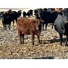 Image 1 : Alloa Lane Land & Cattle - 600# Heifer Calves - 100 head (Trochu, AB)