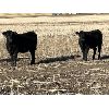 Image 2 : Alloa Lane Land & Cattle - 600# Heifer Calves - 100 head (Trochu, AB)