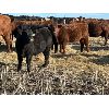 Image 5 : Alloa Lane Land & Cattle - 600# Heifer Calves - 100 head (Trochu, AB)
