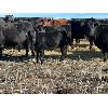 Image 7 : Alloa Lane Land & Cattle - 600# Heifer Calves - 100 head (Trochu, AB)