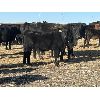 Image 9 : Alloa Lane Land & Cattle - 600# Heifer Calves - 100 head (Trochu, AB)