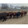 Image 1 : Cornerglen Ranching - 1150# Heiferettes - 24 Head (Ponoka, AB)