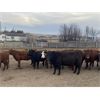 Image 2 : Cornerglen Ranching - 1150# Heiferettes - 24 Head (Ponoka, AB)