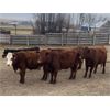 Image 3 : Cornerglen Ranching - 1150# Heiferettes - 24 Head (Ponoka, AB)