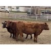 Image 4 : Cornerglen Ranching - 1150# Heiferettes - 24 Head (Ponoka, AB)