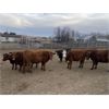 Image 5 : Cornerglen Ranching - 1150# Heiferettes - 24 Head (Ponoka, AB)