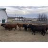 Image 6 : Cornerglen Ranching - 1150# Heiferettes - 24 Head (Ponoka, AB)