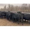 Image 1 : Cornerglen Ranching - 1300# Cows - 22 Head (Ponoka, AB)