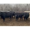 Image 2 : Cornerglen Ranching - 1300# Cows - 22 Head (Ponoka, AB)
