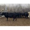 Image 5 : Cornerglen Ranching - 1300# Cows - 22 Head (Ponoka, AB)
