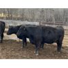 Image 6 : Cornerglen Ranching - 1300# Cows - 22 Head (Ponoka, AB)