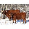 Image 2 : James Perras - 475# Steer Calves - 80 Head (Windthorst, SK)