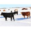 Image 3 : James Perras - 475# Steer Calves - 80 Head (Windthorst, SK)