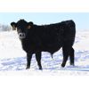 Image 5 : James Perras - 475# Steer Calves - 80 Head (Windthorst, SK)