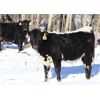 Image 6 : James Perras - 475# Steer Calves - 80 Head (Windthorst, SK)