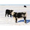 Image 6 : James Perras - 450# Heifer Calves - 75 Head (Windthorst, SK)