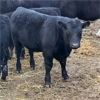 Image 1 : Finnlane Farms - 725# Steer Calves - 65 Head (Watrous, SK)