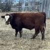 Image 2 : Finnlane Farms - 725# Steer Calves - 65 Head (Watrous, SK)