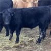 Image 3 : Finnlane Farms - 725# Steer Calves - 65 Head (Watrous, SK)
