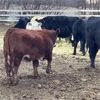 Image 5 : Finnlane Farms - 725# Steer Calves - 65 Head (Watrous, SK)