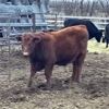 Image 6 : Finnlane Farms - 725# Steer Calves - 65 Head (Watrous, SK)