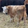 Image 7 : Finnlane Farms - 725# Steer Calves - 65 Head (Watrous, SK)