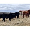 Image 1 : Cadieux Stock Farms Ltd. - 540# Steer Calves - 100 Head (Lac la Biche, AB)