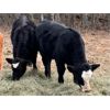 Image 3 : Cadieux Stock Farms Ltd. - 540# Steer Calves - 100 Head (Lac la Biche, AB)