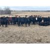Image 1 : Justin & Kelsey Volz - 1000# September Grass Steers - 120 Head (Paradise Hill, SK)