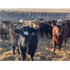 Image 1 : Fox Cattle Co. - 920# Yearling Steers - 68 Head (Foam Lake, SK)