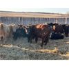 Image 2 : Fox Cattle Co. - 920# Yearling Steers - 68 Head (Foam Lake, SK)