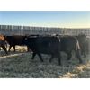 Image 3 : Fox Cattle Co. - 920# Yearling Steers - 68 Head (Foam Lake, SK)