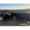 Image 4 : Fox Cattle Co. - 920# Yearling Steers - 68 Head (Foam Lake, SK)
