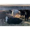 Image 5 : Fox Cattle Co. - 920# Yearling Steers - 68 Head (Foam Lake, SK)