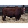 Image 2 : Schuld Farms - 11 Red Bred Heifers (Iron Springs, AB)