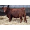 Image 3 : Schuld Farms - 11 Red Bred Heifers (Iron Springs, AB)