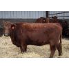 Image 4 : Schuld Farms - 11 Red Bred Heifers (Iron Springs, AB)