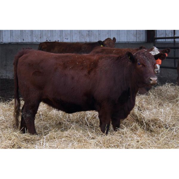 Schuld Farms - 11 Red Bred Heifers (Iron Springs, AB)