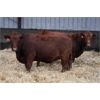 Image 2 : Schuld Farms - 11 Red Bred Heifers (Iron Springs, AB)