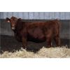 Image 6 : Schuld Farms - 11 Red Bred Heifers (Iron Springs, AB)