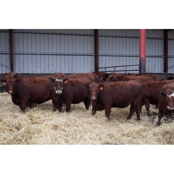 Schuld Farms - 11 RBF/Red Bred Heifers (Iron Springs, AB)