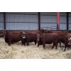 Image 1 : Schuld Farms - 11 RBF/Red Bred Heifers (Iron Springs, AB)