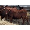 Image 2 : Schuld Farms - 11 RBF/Red Bred Heifers (Iron Springs, AB)