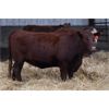 Image 3 : Schuld Farms - 11 RBF/Red Bred Heifers (Iron Springs, AB)