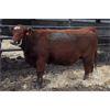 Image 4 : Schuld Farms - 11 RBF/Red Bred Heifers (Iron Springs, AB)