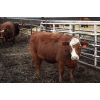Image 5 : Schuld Farms - 11 RBF/Red Bred Heifers (Iron Springs, AB)