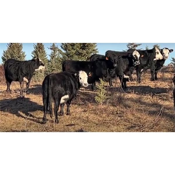 Lee & Michelle Irvine - 10 Black Baldy Bred Heifers (Cochrane, AB)